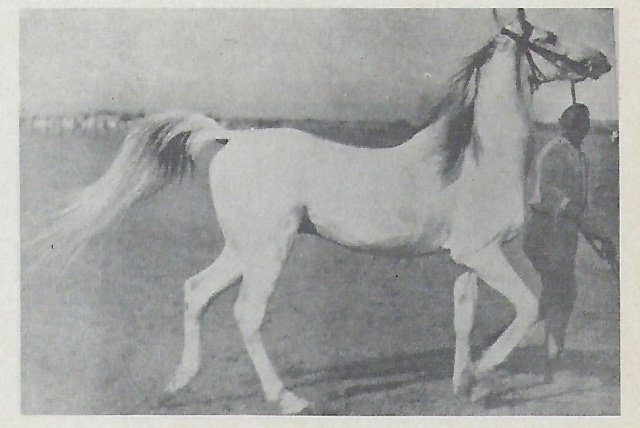 Nabras an Hadban Enzahi desert bred utilized by RAS