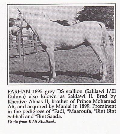 Saqlawi II /Farhan ( Saqlawi I° x El Dahma) 1895 Dahman Shahwan 