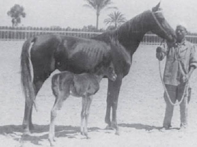 Ragia (Ibn Rabdan x Farida) 1938 Dahmah Shahwaniyah