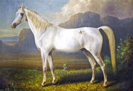 <b>Description: </b>Ghadir bred by Abbas Pasha Viceroy of Egypt. Imported in Germany, Weil Marbach Stud. Foundation stallion of Mesaoud sire line<br/>