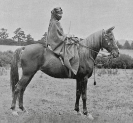 <b>Description: </b>Kasida (Nasr x Makbula) 1891 Kuhaylah Jellabiyah. Here the famous photo with Lady Anne Blunt<br/>