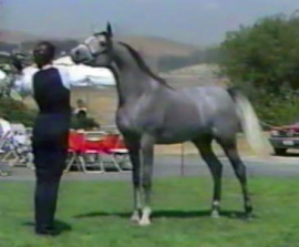 <b>Description: </b>TALGAN    Talwar x Morgana by *Morafic   1987 Kline Arabians Open Barn Presentation<br/>