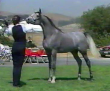 TALGAN    Talwar x Morgana by *Morafic   1987 Kline Arabians Open Barn Presentation