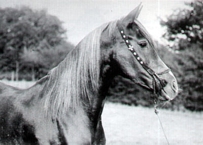 Kasida (Nasr x Makbula) 1891 Kuhaylah Jellabiyah.