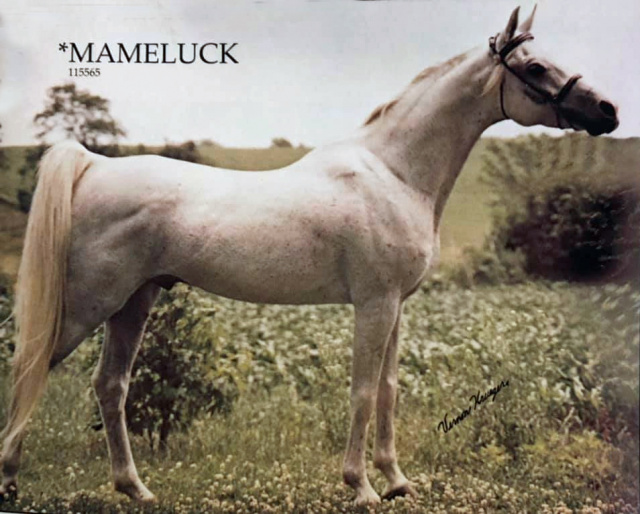 *MAMELUCK   Hadban Enzahi (Kamel) x Moheba II by Ghazal