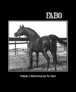 <b>Description: </b>FABO  Fabah x Misimma by Fa-Serr<br/>