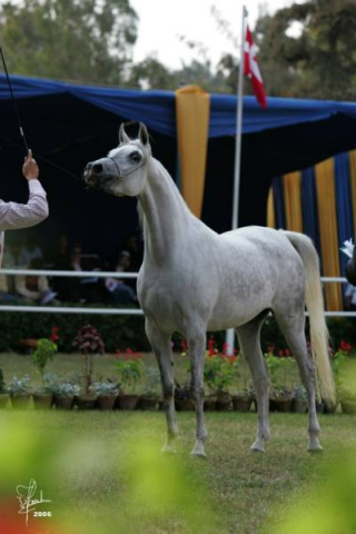 MB MARLONA  Imperial Immarouf X Talmona by Talmaal