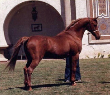 SOUFIAN  (Alaa El Din x Moniet El Nefous)