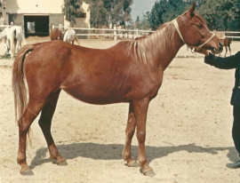 <b>Description: </b>MOUNA (Sid Abouhom x Moniet El Nefous by Shahloul)<br/><b>Copyright: </b>James M. Kline photo 1967