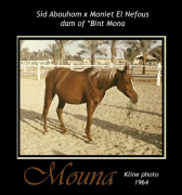 <b>Description: </b>MOUNA (Sid Abouhom x Moniet El Nefous by Shahloul)<br/><b>Copyright: </b>James M. Kline photo