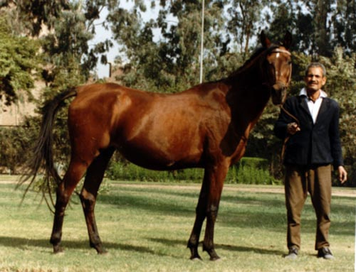 ROWAIDA (Ibn Hafiz x Hedia by Morafic)