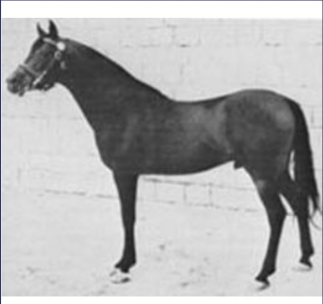 ibn fayda - asil horse