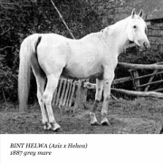 <b>Description: </b>Bint Helwa (Aziz x Helwa) 1887 Saqlawiyah Gidraniyah Ibn Sudan. "The broken legged mare"<br/>