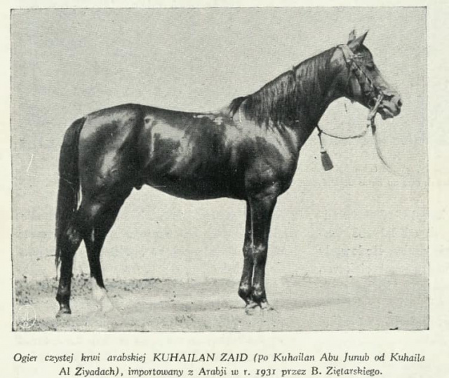 Kuhaylan Zaid ( a Kuhaylan Abu Junub x a Kuhaylah Al Ziyahah) He was born between 1923-1924-1925. Imported at Babolna in 1931