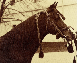 <b>Description: </b>Kuhaylan Zaid ( a Kuhaylan Abu Junub x a Kuhaylah Al Ziyahah) He was born between 1923-1924-1925. Imported at Babolna in 1931<br/>