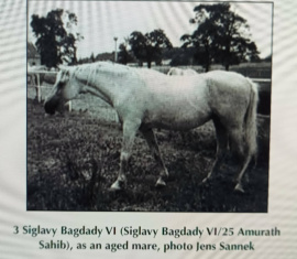 <b>Description: </b>3 Siglavy Bagdady VI 1967 (Siglavy Bagdady VI x 25 Amurath Sahib) tail female 60 Adjuze Kuhailah Al Shaykhah<br/>