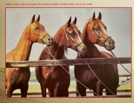 <b>Description: </b>Maheeba / 6 Mahiba ( Alaa El Din x Mouna) 1966 Saqlawiya Gidraniya with her daughters Kis Mahiba and Sabah, both by Ibn Galal<br/><b>Copyright: </b>Van Lent photo