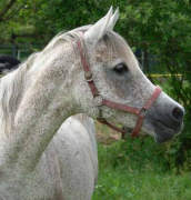 <b>Description: </b>Sarife B 1995 (El Thay Mameluk x 205 Farag II 1989)  Tail female 60 Adjuze Kuhaylah Sheykhan<br/><b>Copyright: </b>Eva Kiraly photo