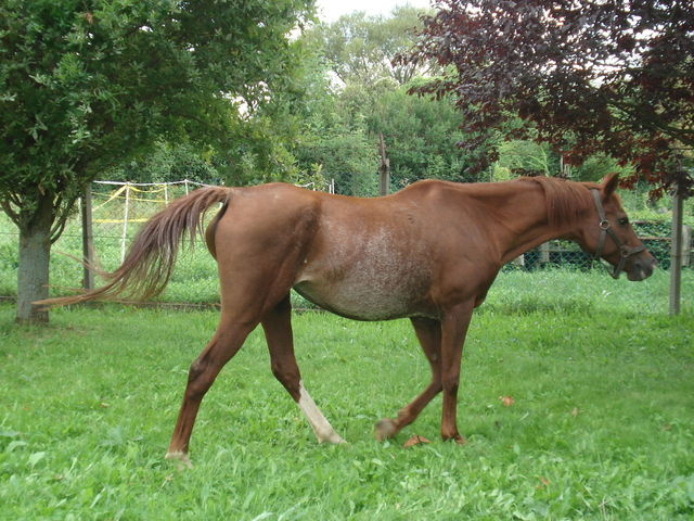 225 Seherezade B 1991 ( Ibn Galal III x 220 Ibn Galal I 1981)  Tail female 60 Adjuze Kuhaylah Sheykhan