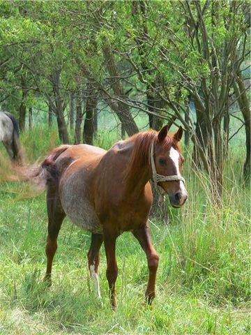 225 Seherezade B 1991 ( Ibn Galal III x 220 Ibn Galal I 1981)  Tail female 60 Adjuze Kuhaylah Sheykhan