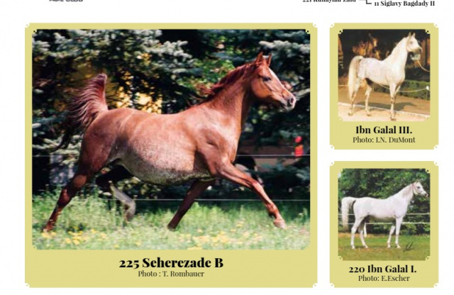 225 Seherezade B 1991 ( Ibn Galal III x 220 Ibn Galal I 1981)  Tail female 60 Adjuze Kuhaylah Sheykhan