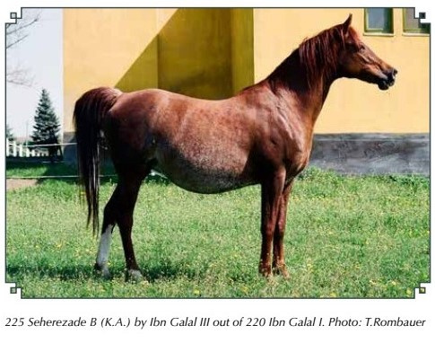 225 Seherezade B 1991 ( Ibn Galal III x 220 Ibn Galal I 1981)  Tail female 60 Adjuze Kuhaylah Sheykhan