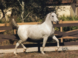 <b>Description: </b>RAADIN KHEBIRA (Ansata Ibn Sudan x Raadin Hilal by Sireff)<br/><b>Copyright: </b>Johnny Johnston