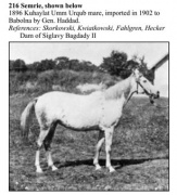 <b>Description: </b>216 Semrie desert Sirian bred mare Kuhaylah um Urqub mare, imported in 1902 for Babolna by Gen. Haddad (Fadlalah). References: Skorkowski, Kwiatkowski, Fahlgren, Hecker.<br/>