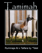 <b>Description: </b>TAMIMAH (Ruminaja Ali x Talfara by *Talal)<br/>