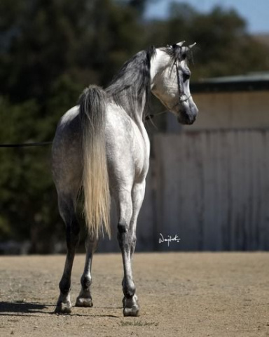 Aziz Ibn Hadban MH (Hadban Al Shaqab x Binte Aziza MH)