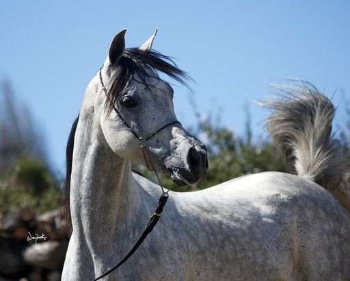 Aziz Ibn Hadban MH (Hadban Al Shaqab x Binte Aziza MH)