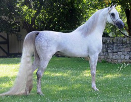 <b>Description: </b>REA EL KAREAM (PVA Kariim x REA Nisrs Angel by Apple Hill El Nisr)<br/>