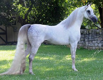 REA EL KAREAM (PVA Kariim x REA Nisrs Angel by Apple Hill El Nisr)