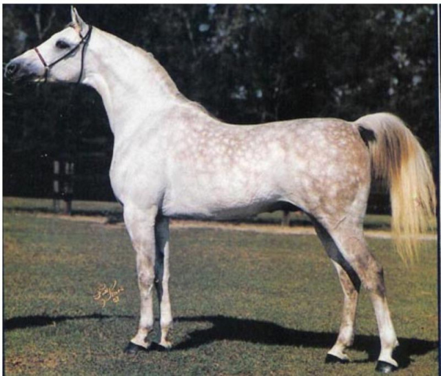 IBN FAYEK (*Ramses Fayek x *Ramses Amal by Alaa El Din)