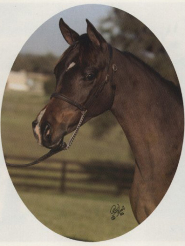 BKA ALIDIYAH (Ruminaja Ali x Glorieta Sabdana by Ansata Ibn Sudan)