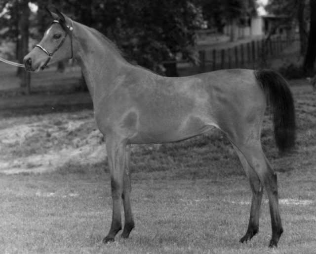 ANSATA NILE DREAM (Ansata Ibn Sudan x Ansata Nile Queen by Ansata Ibn Sudan)