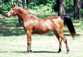 <b>Description: </b>ANSATA NILE DREAM (Ansata Ibn Sudan x Ansata Nile Queen by Ansata Ibn Sudan)<br/>