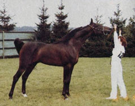 NIJAMIN (Gharib x Nedjari by Hadban Enzahi)