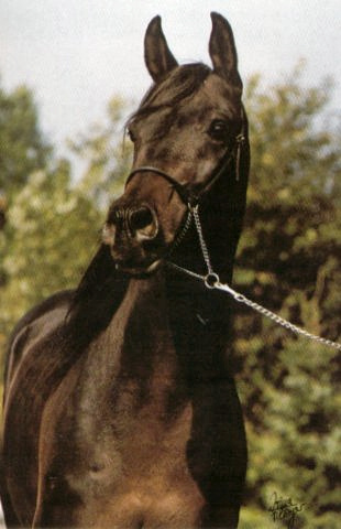 NIJAMIN (Gharib x Nedjari by Hadban Enzahi)