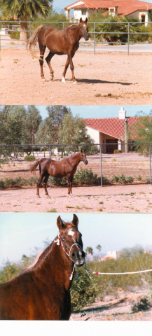 Bint Bint El Samraa (Sid Abouhom x El Samraa) at age 30 at Al Abbasiyah