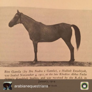 <b>Description: </b>Bint Gamila (Ibn Nadra x Gamila) 1911 Hadbah Enzahiyah<br/><b>Copyright: </b>EAO photo