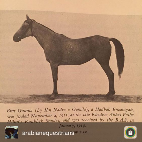 Bint Gamila (Ibn Nadra x Gamila) 1911 Hadbah Enzahiyah