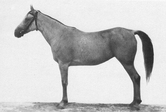 Bint Gamila (Ibn Nadra x Gamila) 1911 Hadbah Enzahiyah