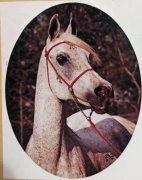 <b>Description: </b>Binte El Bataa (Nazeer x El Bataa) 1958  Saqlawiyah Gidraniyah<br/><b>Copyright: </b>Polly Knoll photo