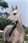 <b>Description: </b>MB Madora (Imperial Madheen x SRA Jahara) 1995 Dahmah Shahwaniyah<br/><b>Copyright: </b>Escher photo