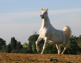 <b>Description: </b>MB Madora (Imperial Madheen x SRA Jahara) 1995 Dahmah Shahwaniyah<br/><b>Copyright: </b>Gigi Grasso photo