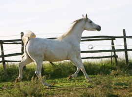 <b>Description: </b>MB Madora (Imperial Madheen x SRA Jahara) 1995 Dahmah Shahwaniyah<br/><b>Copyright: </b>Gigi Grasso photo