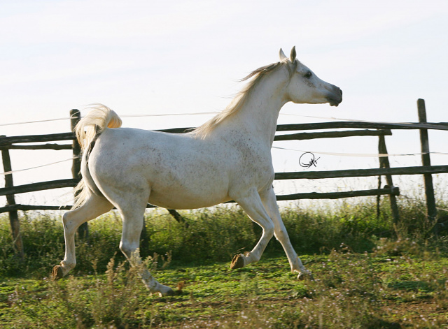 MB Madora (Imperial Madheen x SRA Jahara) 1995 Dahmah Shahwaniyah