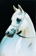 <b>Description: </b>Imperial Safeekah (Ibn Safinaz x Abas Mareekha) 1988 Kuhailah Rodania<br/><b>Copyright: </b>Escher photo