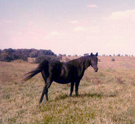 <b>Description: </b>Serabah (Fabah x Fasera ) 1961 Dahmah Shahwaniyah. Here in Babson Arabian Farm in 1979<br/>